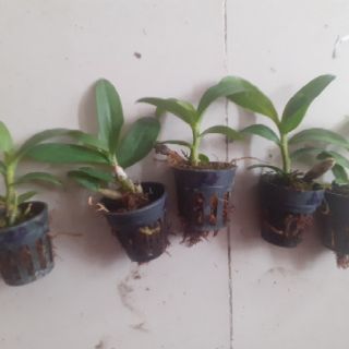 Trầm rồng đỏ giống