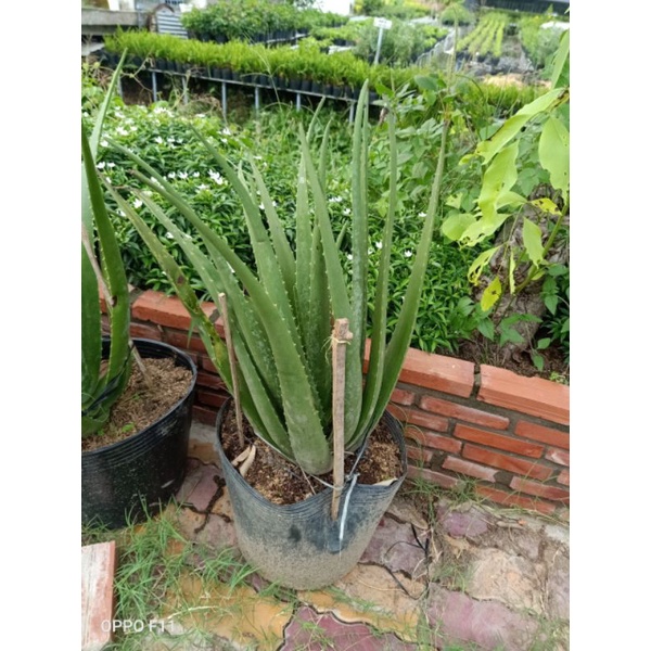 Cây Nha Đam (Cây Lô Hội)