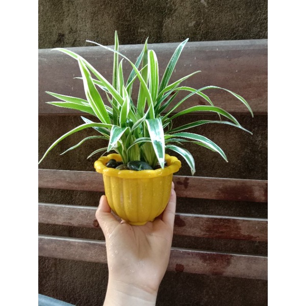 Bụi cây Lan chi/cây dây nhện/ cây mẫu tử kèm chậu