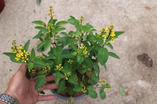 Cây hoa Kim Đồng vàng