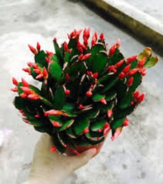 Chậu lan càng cua màu đỏ, chậu lớn, chậu y hình hoa đẹp
