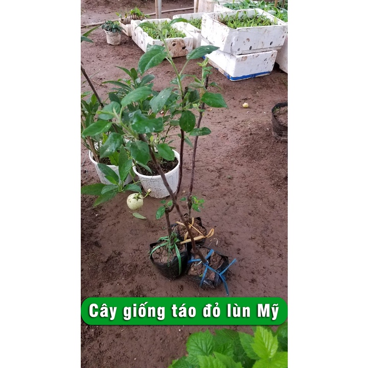 Cây Giống Táo Đỏ Lùn Mỹ cho quả ngọt có thể trồng bon sai cây giống chiều cao 40cm - 60cm sức sống khỏe phát triển tốt