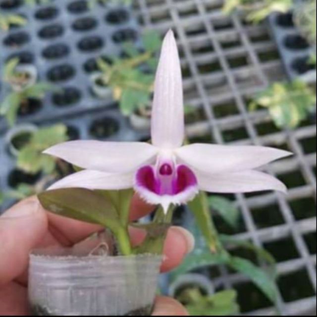 Hoa phong lan phi điệp 5ct gieo hạt