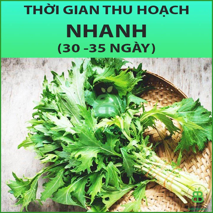 20Gr Hạt Giống Cải Ngọt Đuôi Phụng Tỉ lệ Nảy mầm Cao