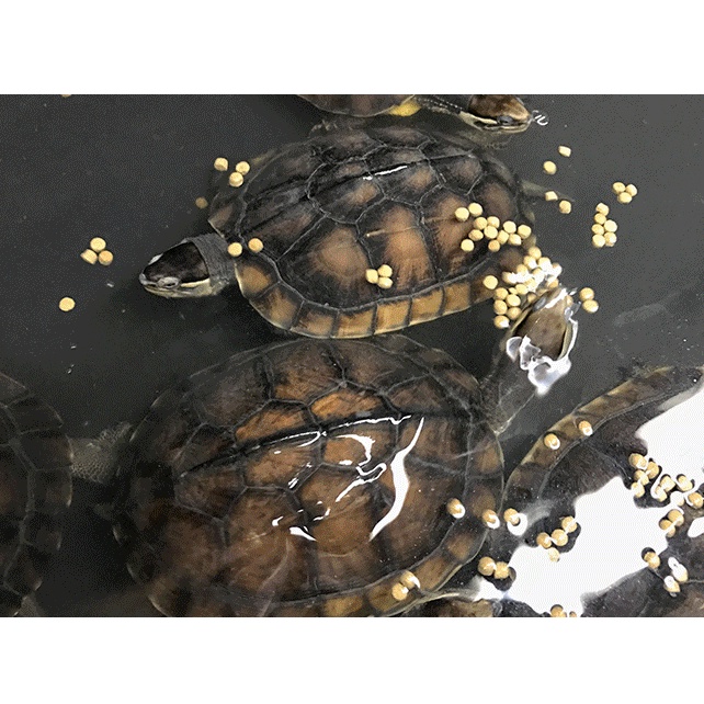 Đồ ăn cho rùa, cám kama gói 1kg, cám rùa bổ sung đạm, thức ăn dinh dưỡng cho rùa nước