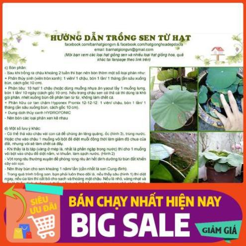 [Chất lượng cao] [Hàng chuẩn] [Free ship] SEN BÁCH DIỆP (SEN QUAN ÂM, SEN THÁI) gói 10 hạt nhiều màu