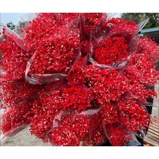 HOA BABY KHÔ - HOA HÀNG TRUNG - HOA ĐẦU NỞ TO(70-80G)
