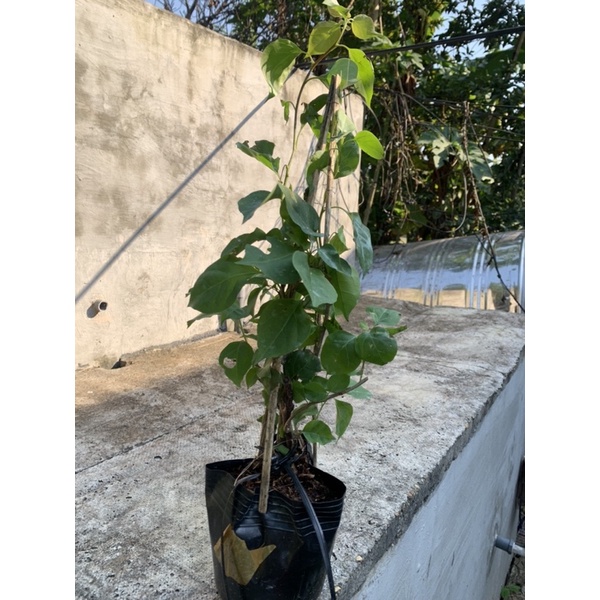 CÂY GIỐNG HOA GIẤY BẦU TO CÂY ỔN ĐỊNH ảnh 1 cây thực tế gửi khách