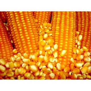Hạt bắp chăn nuôi bắp ngô f1- gói 100 gram