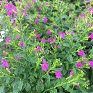 cây cẩm tú mai | cây trang trí | cây treo chậu siêu xinh