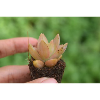 sen đá đá nâu mini 2-4cm