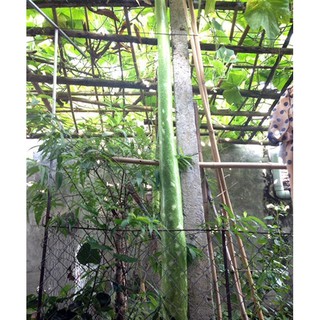 Hạt giống Bầu quả dài 2m