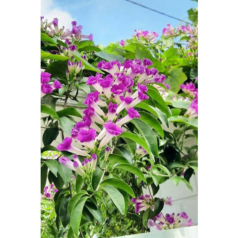 Lan Toi Tím Siêu Đẹp làm Giàn  cây cao trên 1.5m