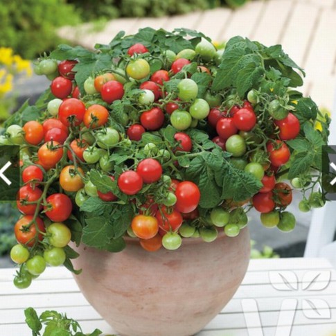 HẠT GIỐNG CÀ CHUA LÙN ĐỎ 30 HẠT