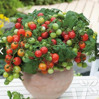 HẠT GIỐNG CÀ CHUA LÙN ĐỎ 30 HẠT
