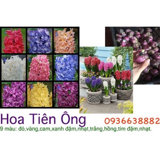 Củ giống hoa tiên ông nhiều màu: đỏ, vàng,cam, xanh đậm, nhạt, hồng đậm, nhạt, tím đậm, nhạt - shop BÉ MẦM 06 HCM