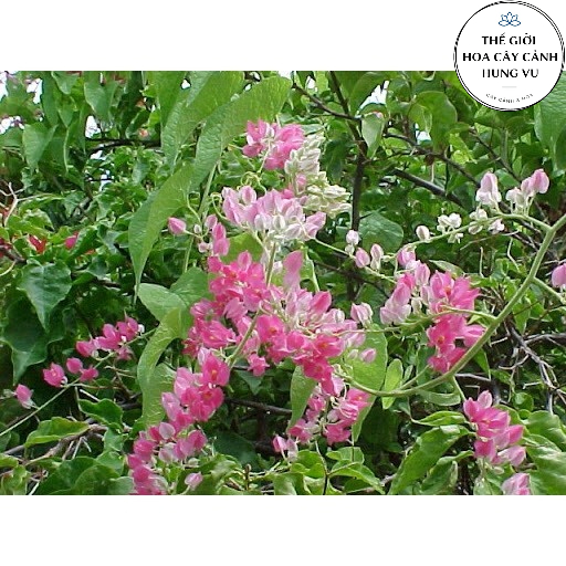 Cây hoa Ti gôn cao 70cm (ảnh thật số 2).