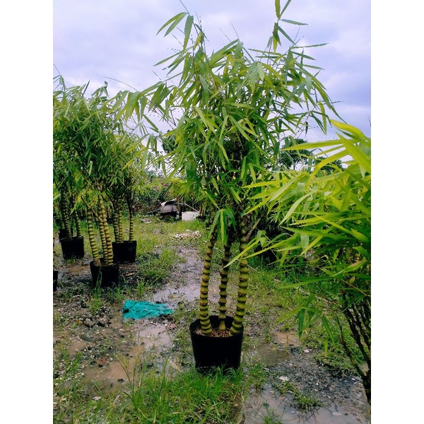 Cây trúc phật bà