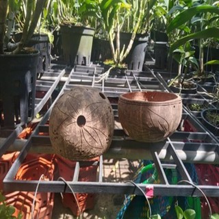 gáo dừa trồng lan