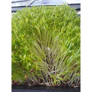 Hạt giống rau muống mầm