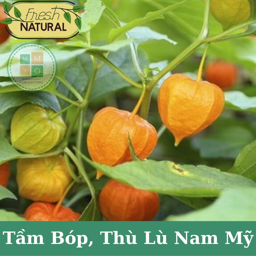 Hạt giống tầm bóp, thù lù Nam Mỹ (quả lồng đèn) giàu dinh dưỡng tốt cho sức khỏe