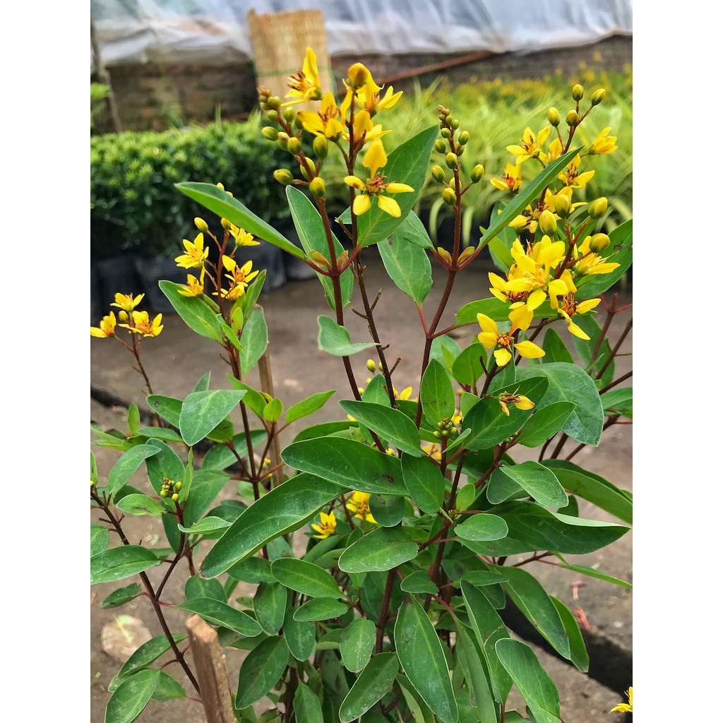 Cây hoa kim đồng vàng cao 35cm, cây cực sai hoa và nở quanh năm, trang trí cảnh quan, sân vườn