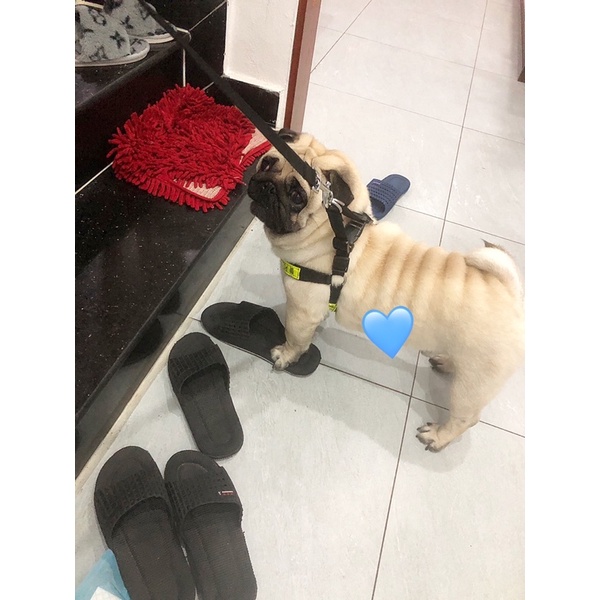 Dây xích chó dây yếm police 😍😍😍💙💙