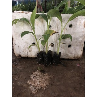 combo 5 cây CHUỐI TÂY THÁI cấy mô