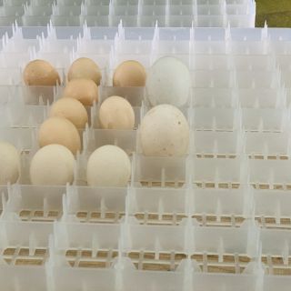 Khay chuyên dụng máy ấp trứng tự đảo