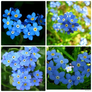 Hạt giống hoa lưu ly