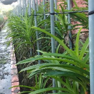 Hoa Lan Mokara Giống Thái Lan ( 10 cây đủ màu )