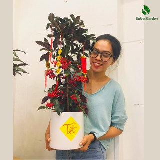 Cây Kim Ngân Lượng chậu tráng men trang trí Tết