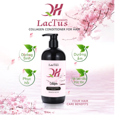 Dầu gội đầu ngăn rụng tóc QH Lactus season dầu gội da dầu, ngăn gàu