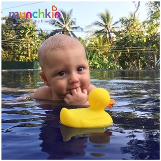 Vịt vàng báo nóng Munchkin Mỹ