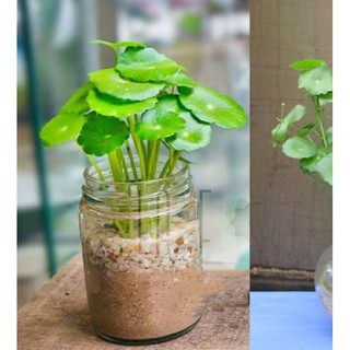 Hạt giống cỏ đồng tiền ( gói 50 hạt )
