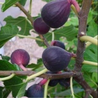 Cây sung mỹ black  quả tím