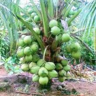 Cây Dừa Xiêm Lùn - Cây Ăn Quả - H2O Farm + Tặng 01 cây dâu da đất ( bòn bon)