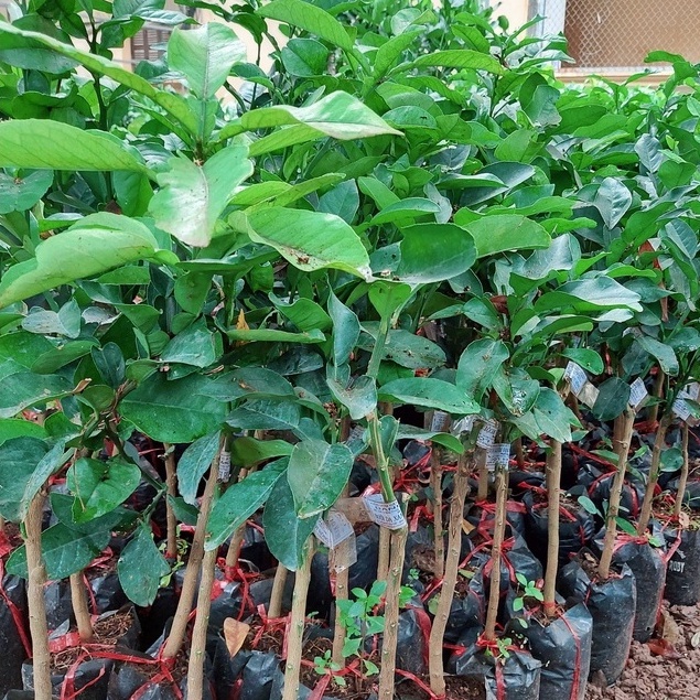 Cây Giống Bưởi da xanh Miền Nam đẹp, giống chuẩn (ảnh thật tại vườn)