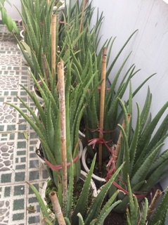 Cây Nha Đam giống Mỹ ( cây trưởng thành )