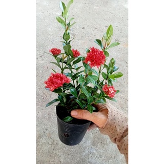 Cây Bông Trang.(HOA MẪU ĐƠN) cây đang có hoa 14k/bầu.lá nhỏ