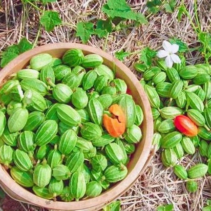 Bí ngòi mini ☘️ Manoi, rẻ nhất 10 baht. Hạt giống bí nhỏ, 10 hạt dễ trồng 🌱 rất nhiều quả ☘️ ăn rất ngon.