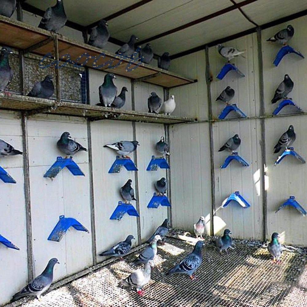 Bộ 20 Cầu Đậu Nghỉ Ngơi Cho Chim Bồ Câu Kiểu Dáng Đẹp Mắt