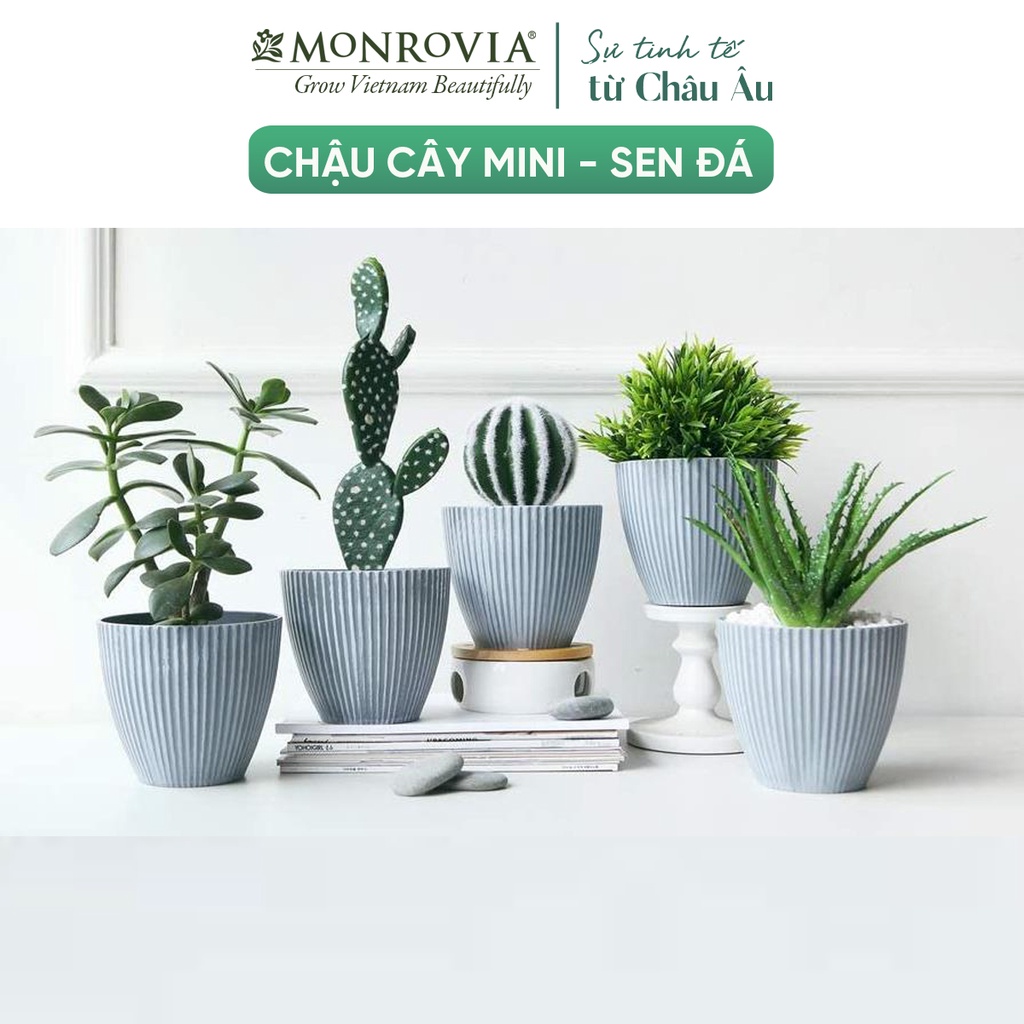 Chậu trồng cây mini MONROVIA vân đá cao cấp cho sen đá, xương rồng, để bàn