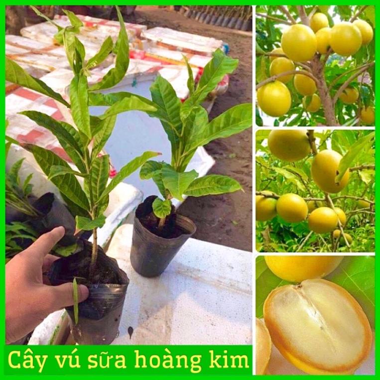 CÂY GIỐNG VÚ SỮA HOÀNG KIM - VÚ SỮA VÀNG VỎ MỎNG THỊT DÀY THƠM ( ảnh thật hình cuối) .