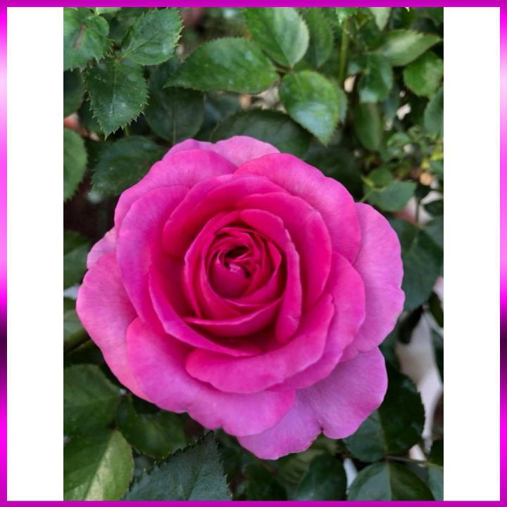 Hoa Hồng Lafont Rose