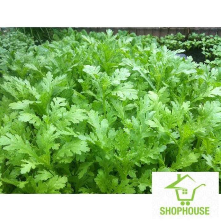 shophouse Gói 10 gr hạt giống rau cải cúc trồng bốn mùa  SHOP HOUSE