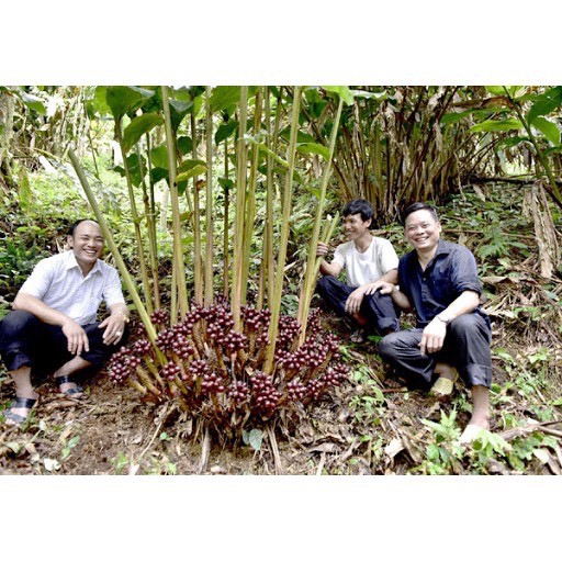 Thảo Quả-Black Cardamom siêu sạch