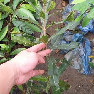 Cây giống mắc ca ghép