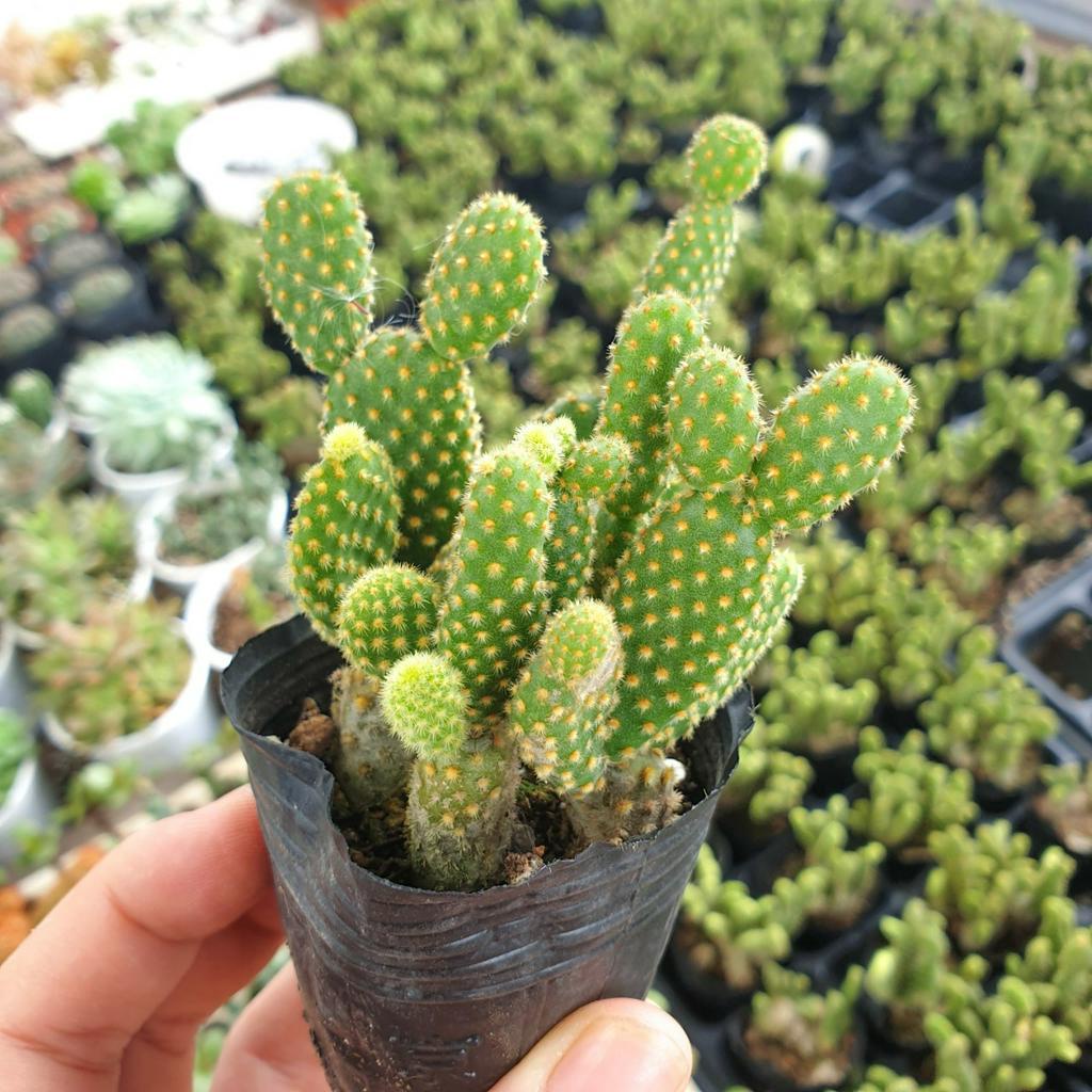 Xương rồng tai thỏ bụi nhỏ 🔥FREE SHIP🔥 Xuất xứ Đà Lạt, đã thuần khí hậu