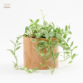 Combo Cây Hạt Dưa Treo + Chậu Gỗ Trụ Tròn Size S | THE FISH DESIGN